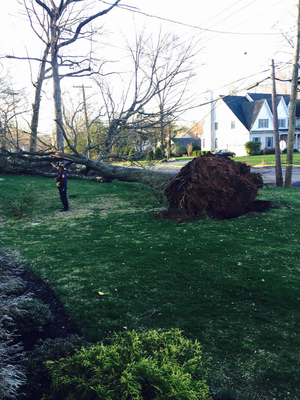 df1b5c8d49ce96903a0c_62a087615be2bbddc372_tree_down.jpg