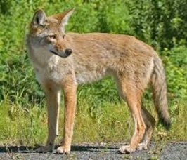 0483dab19ef54b0fb33b_coyote.jpg