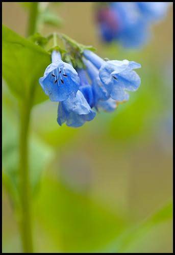 002dc7c4f407962c0bc2_Flower.jpg