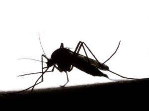 00705eabb71d0ab5f160_e8473436854744a4a66b_mosquito-silo-300x224.jpg