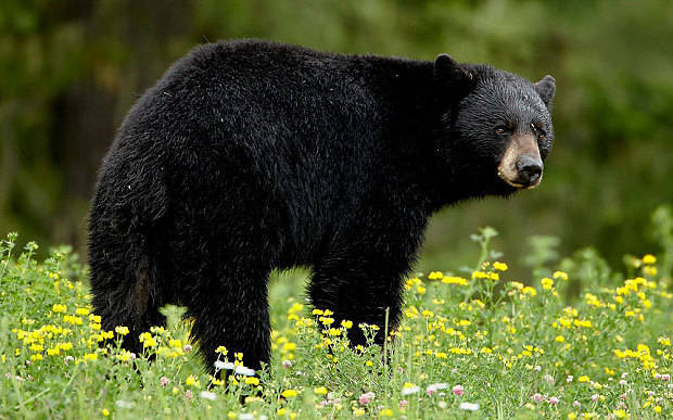 02537686ef42da2388fb_bear.jpg