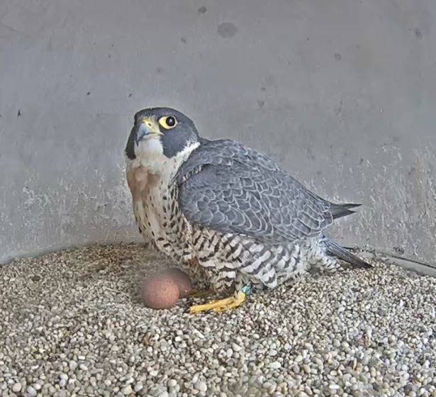 0369d1b708f707b4113c_f79f65237f3a8f1648b7_Falcon_with_two_eggs_April_2_2018.jpg