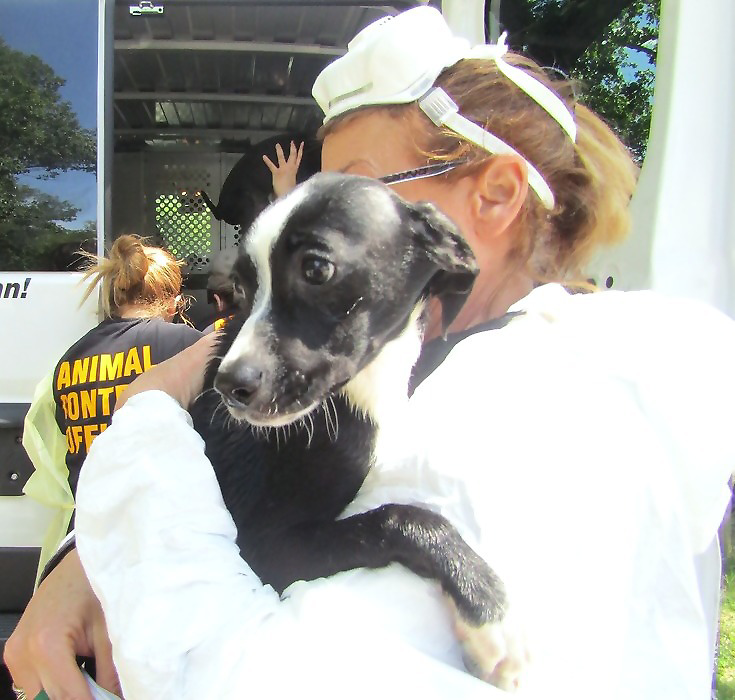 0465e072ace42f7597d1_Roselle_animal_cruelty_case_3.jpg