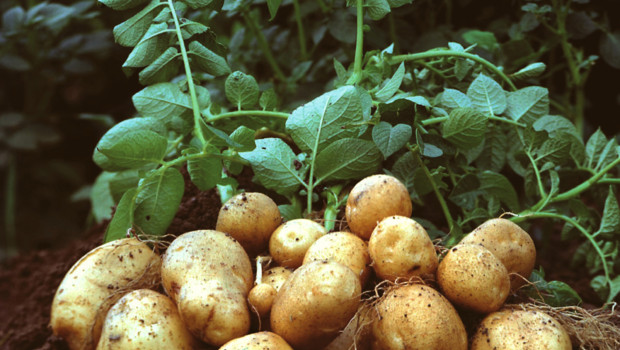 059c93d3f13183ea3c26_potatoes_.jpg