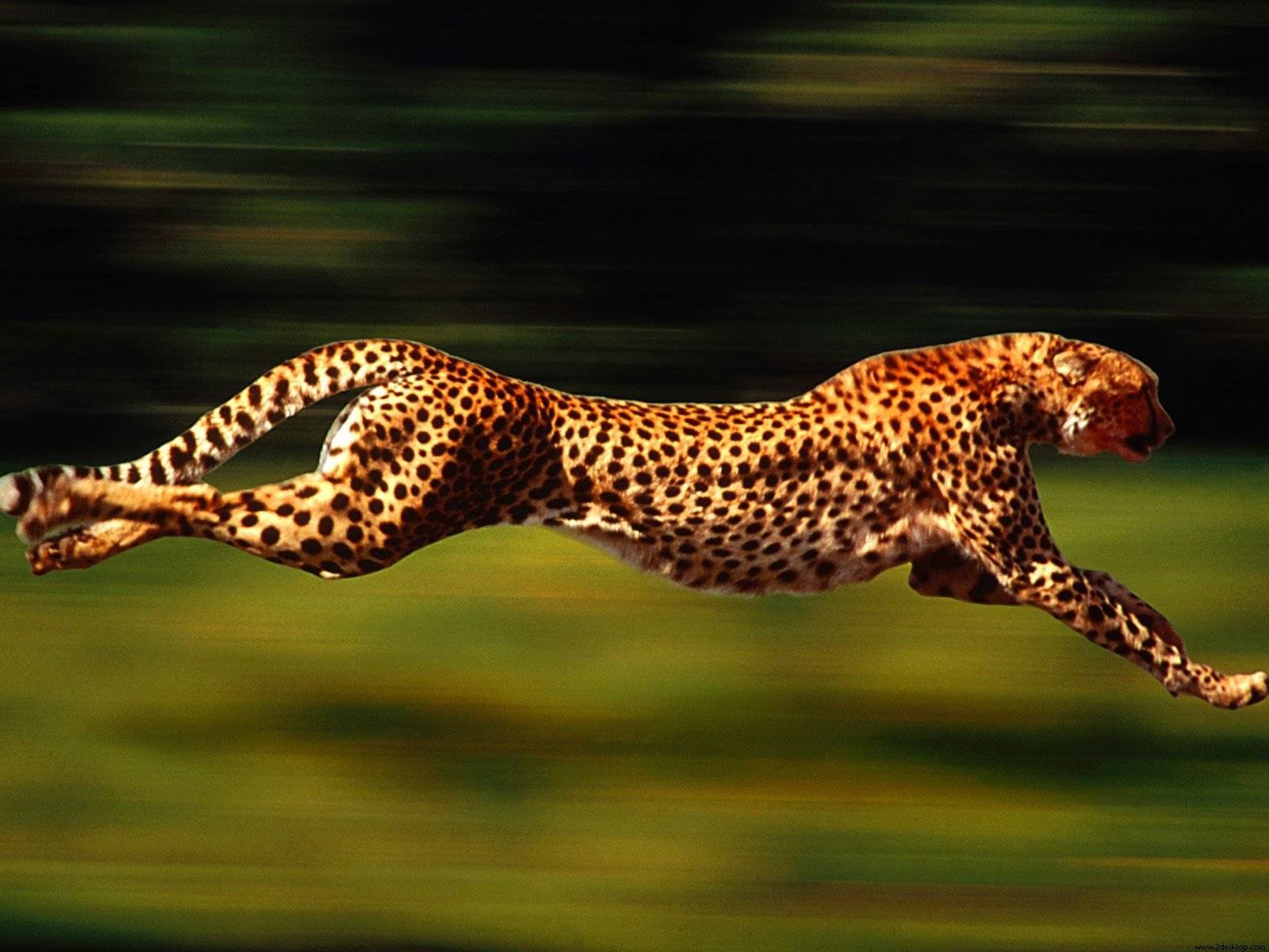 05b444ced7279548150d_Cheetah.jpg