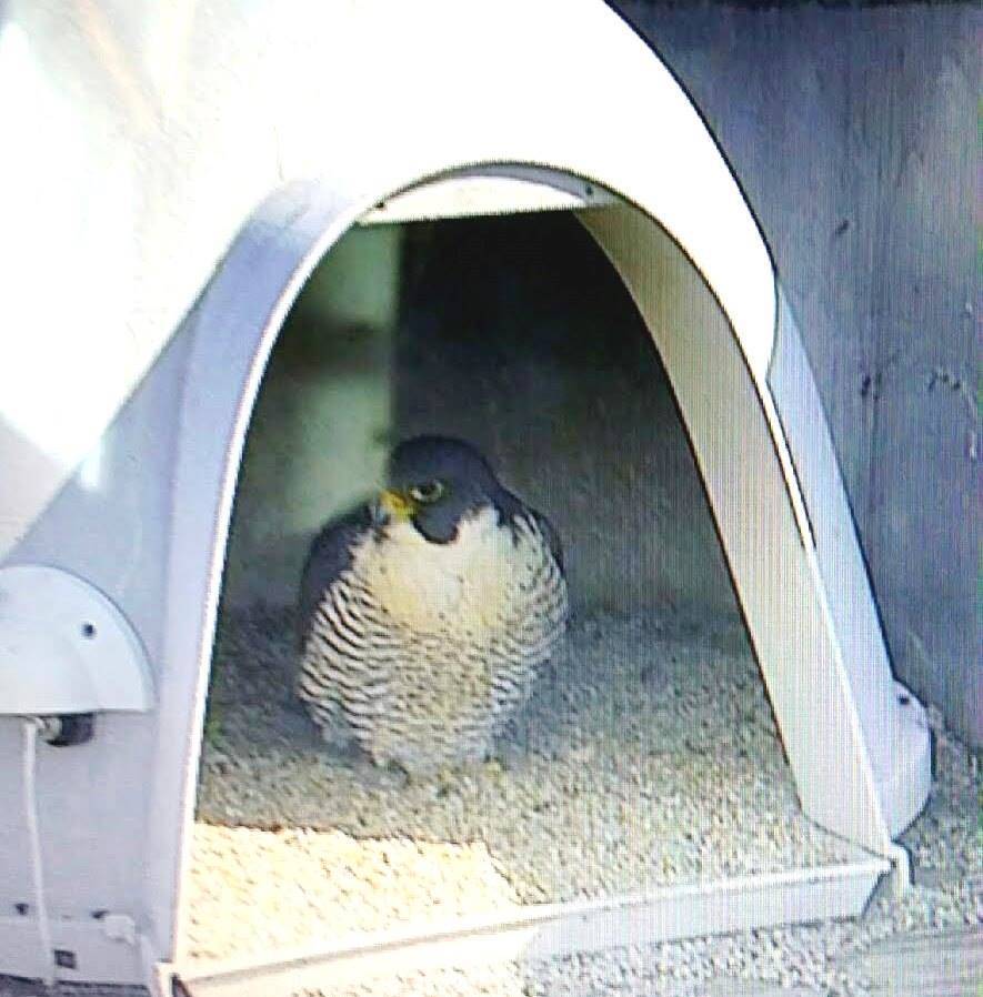 05c79b15fb34d5f457b1_Peregrine_Falcon_1.jpg