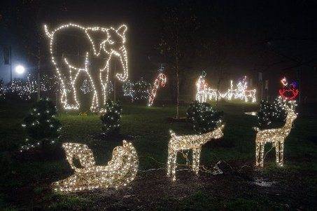 063ffd427e1859a4523f_holidaylightsturtle.jpg
