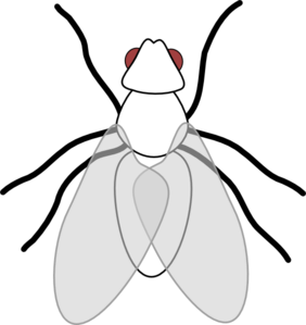 06bef9069420b10e6ad4_hillspixfly.jpg