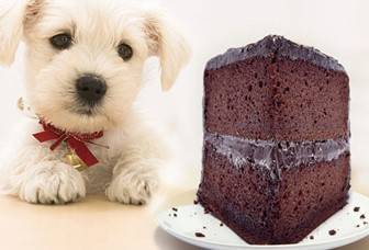 08b3ca32849afe73b6f6_dog_chocolate.jpg