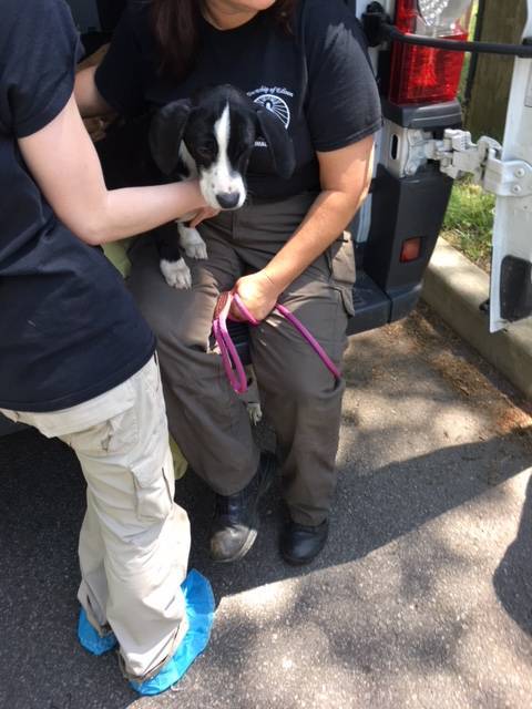 0a00003d79f181b1d14c_Roselle_SPCA_3.jpg