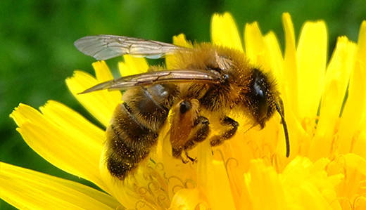 0d01a28ec4d4df5e1953_sompixbatemanbee__1_.jpg