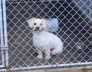 0d1c46eac239283f1eb9_white_poodle_mix.jpg