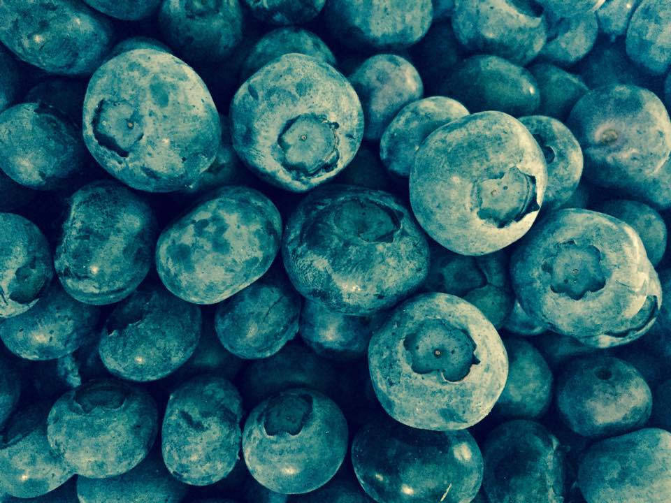 0d40703bb4627081910e_hillspixdukefarmsblueberries.jpg