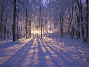 10c2d82a54c59f6be10c_winterscene.jpg