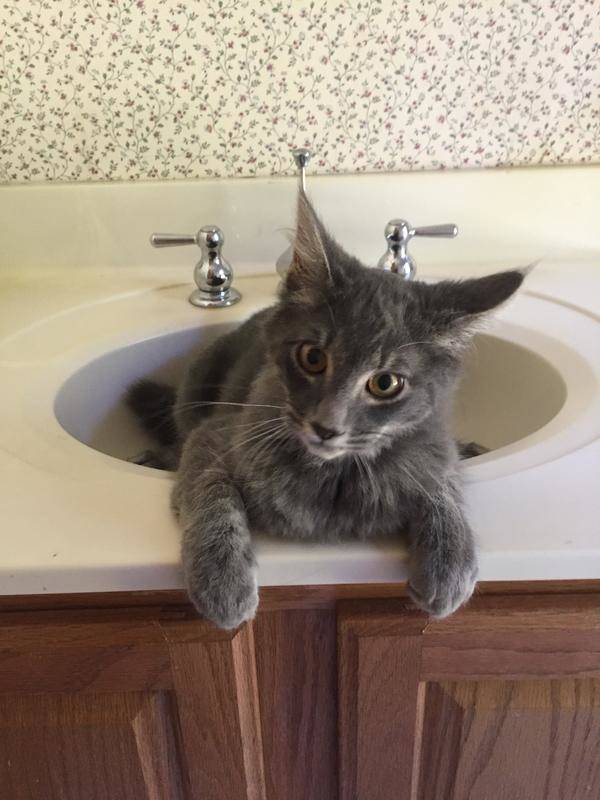 1139013a7e060df0433b_f6ad24c9e4b45b2354bc_cat.jpg