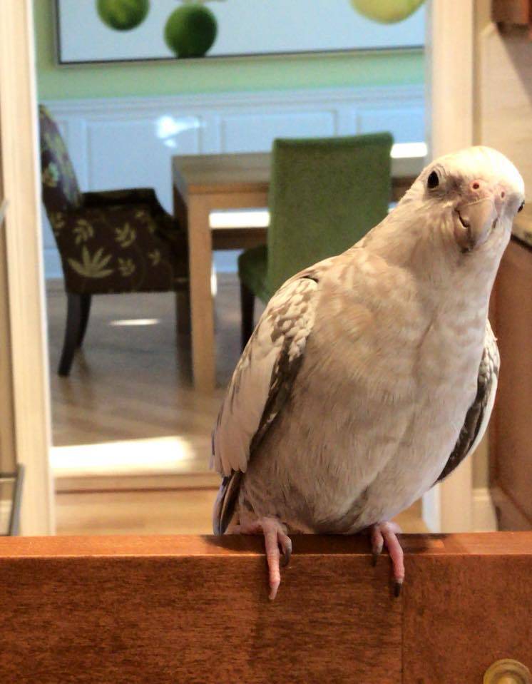 148990c44d6042b9d9c7_cockatiel.jpg