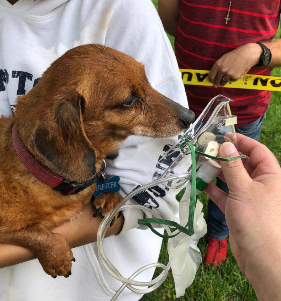 14be9106912815ccaa6d_dogrescue.jpg