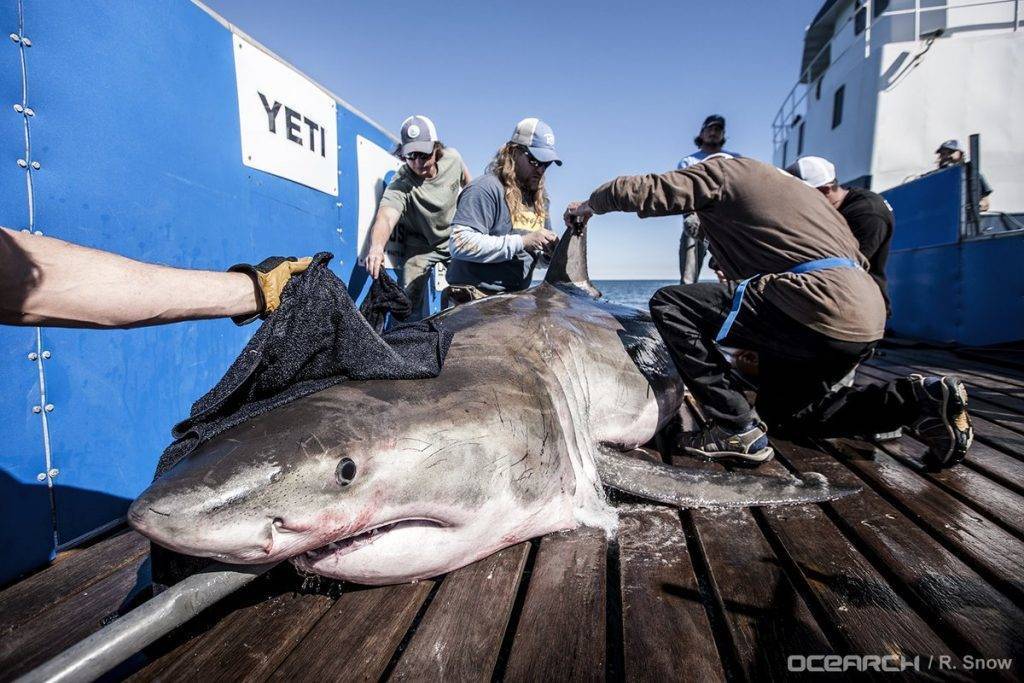 16835c94638c138b136a_hiltonshark.jpg