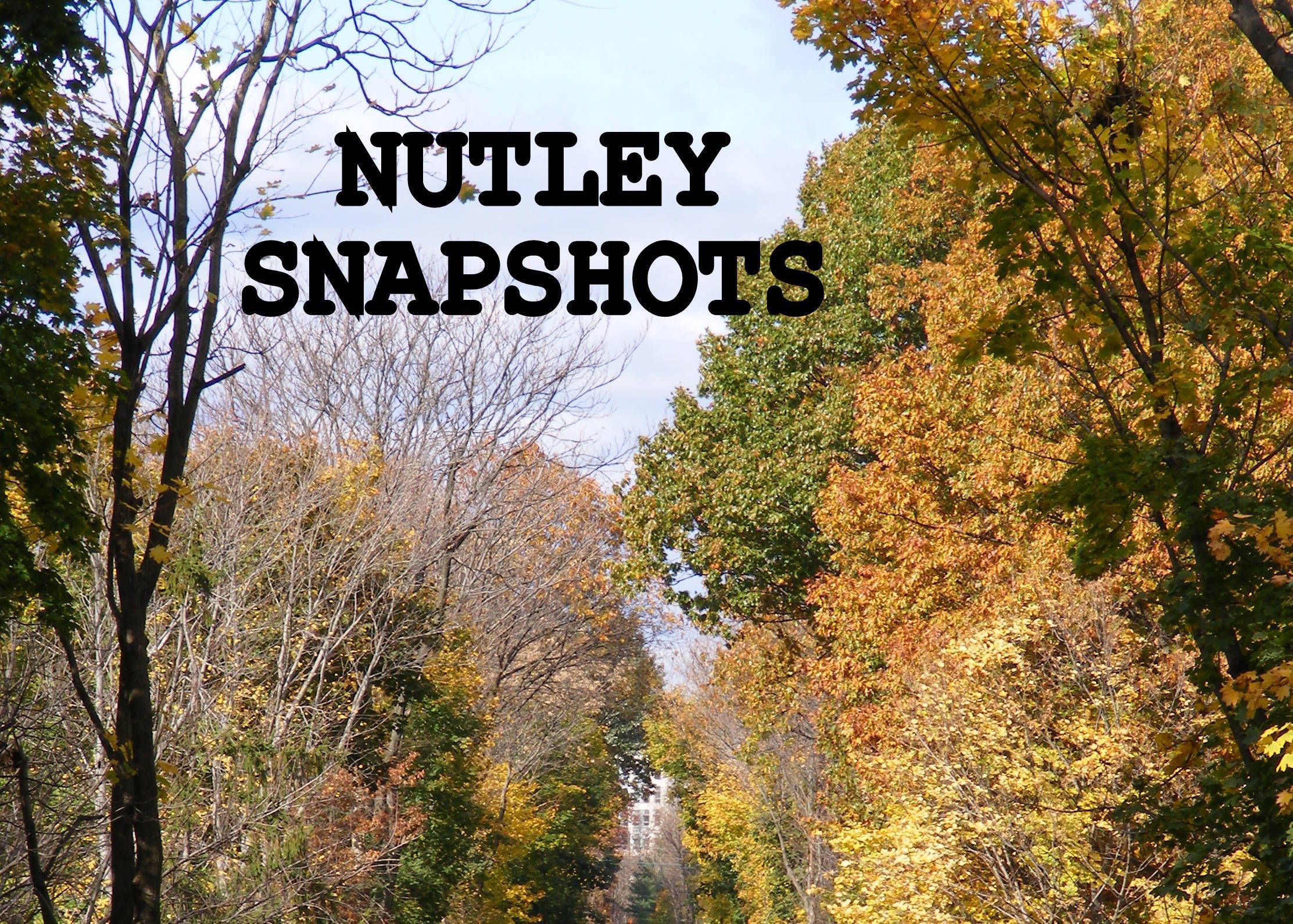 17cfa3f4a1f046e6960e_crop-landscape-Nutley_Snapshots.jpg