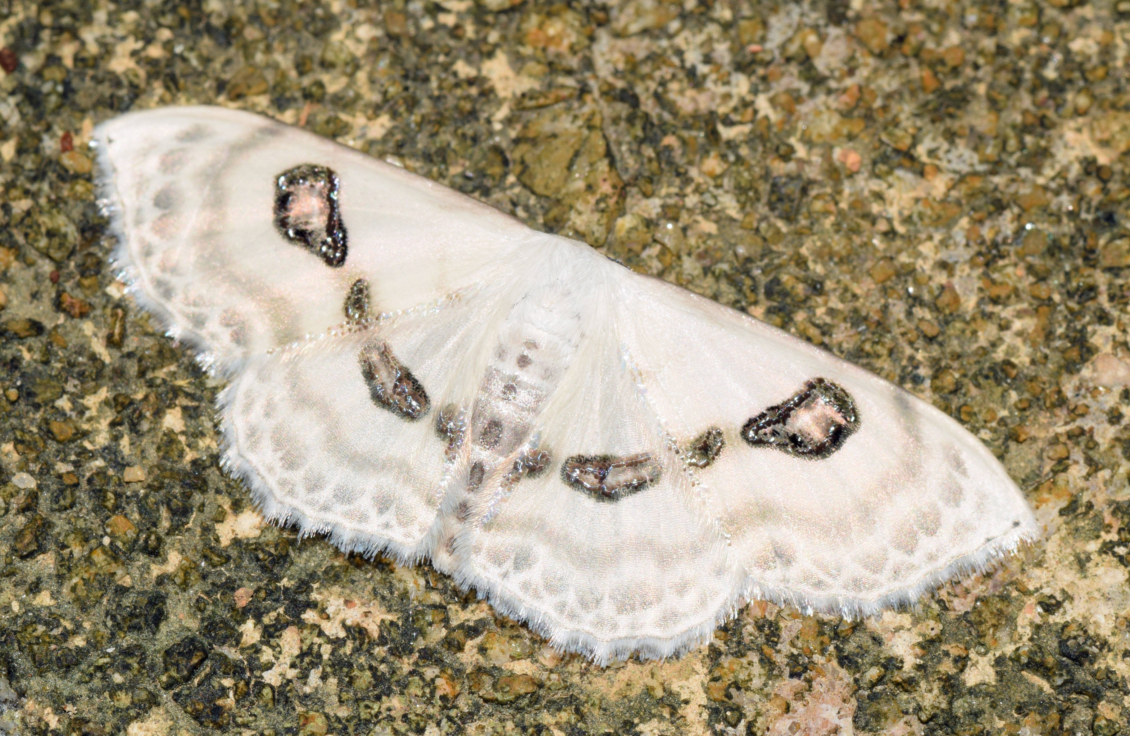 1853768f3fd738f4ce7d_Problepsis_vulgaris.jpg