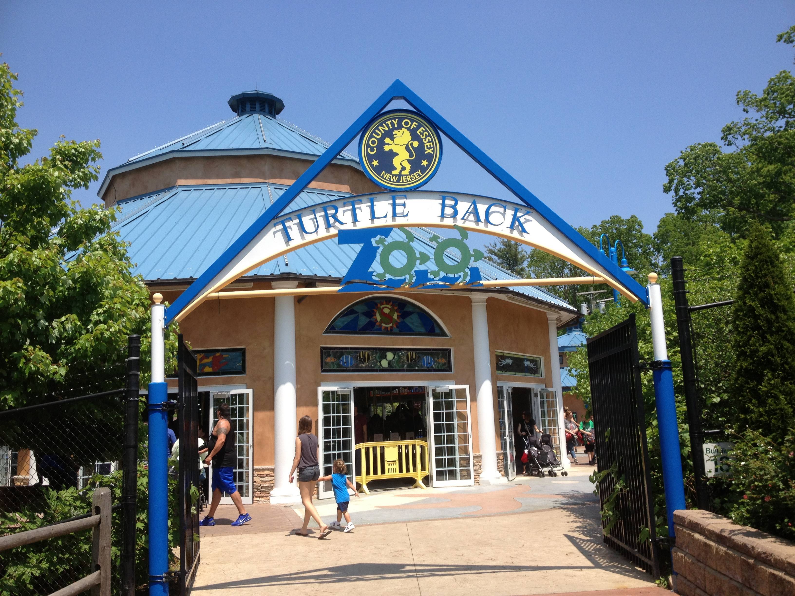 199c0f22f8c473d97460_The-Shopping-Duck-Turtle-Back-Zoo.jpg