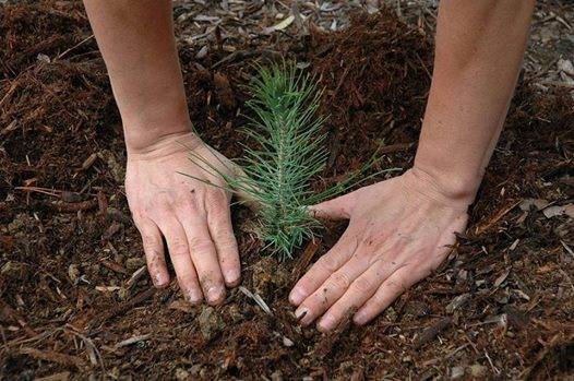 19dab6506ec05a9860c6_tree_planting.jpg