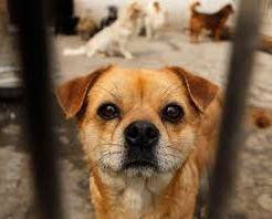 1a76ccbe757ff91010e9_sompixbatemanpets.jpg