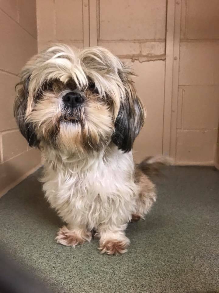 1b1647288e21216583ae_z_November_21_dog_found.jpg