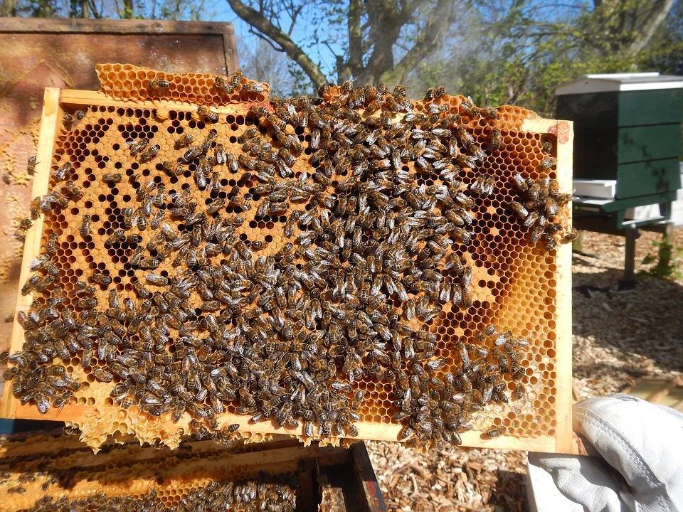 1d134eb9c99d6e04deeb_Bees.jpg