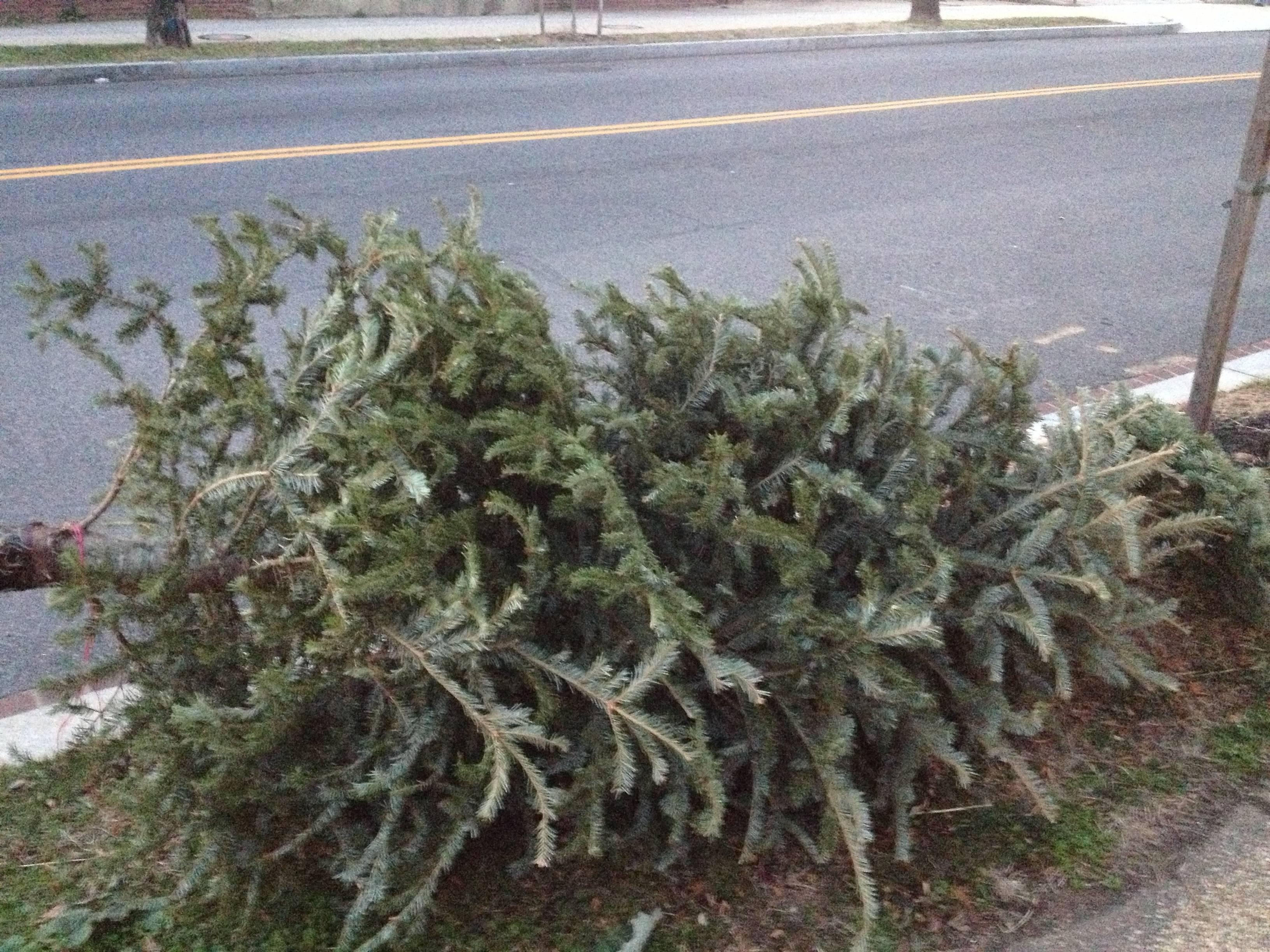 1d37a811c6d9f13ce9a8_Tree_at_curb.jpg