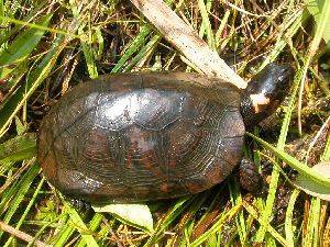 227902205309fbbdf4d4_bogturtle.jpg