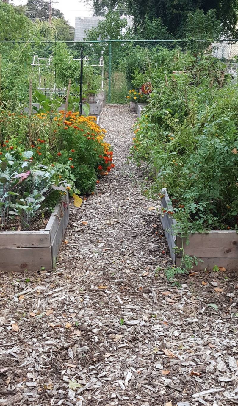 233110dc8f308539805b_a79068b86e0044a599fc_comm_garden.jpg