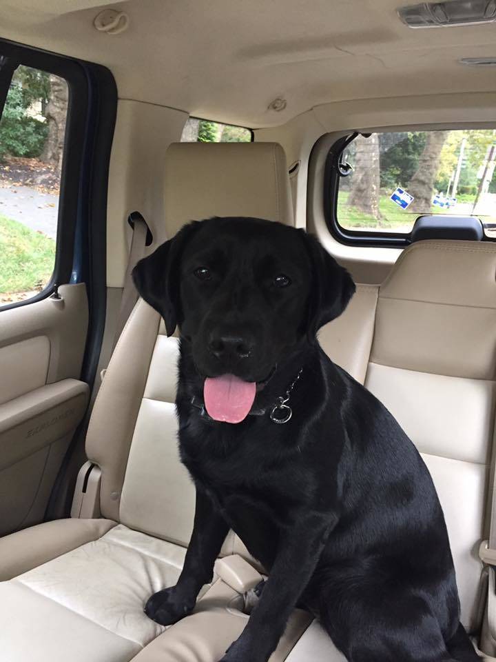 25ce397c18ff7e68ae4e_black_dog.jpg