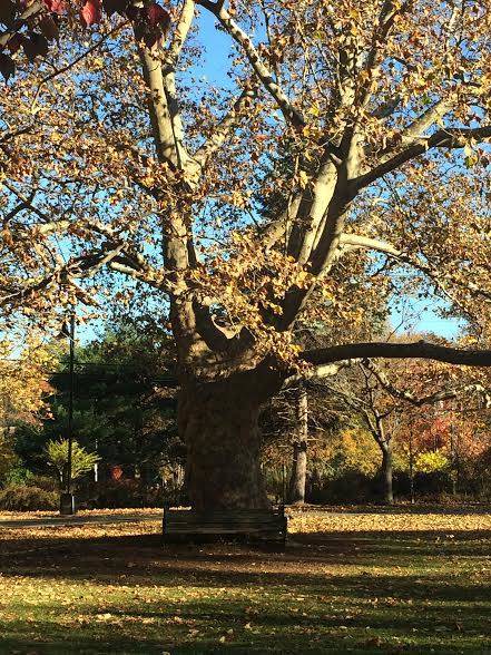 274aac2ad6d69ea2ff70_tree.jpg
