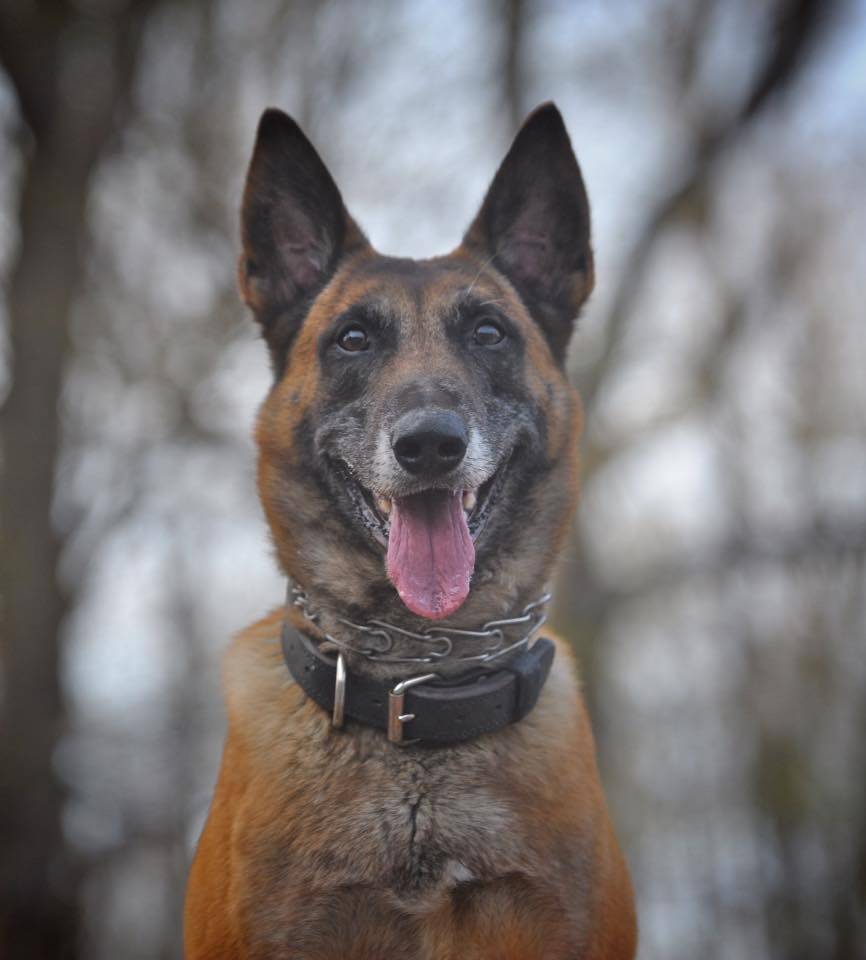 27e192bb87fed5251fb7_fa47bd8a39216499e2ca_dog.jpg