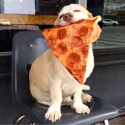 2899551c3c40d77d2502_3a72c7b464dce082d6a2_dog_pizza-400x400.jpg