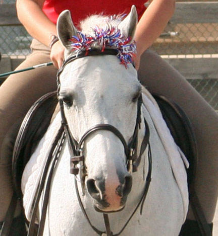290cad12de8046637e58_senior_horse2.jpg