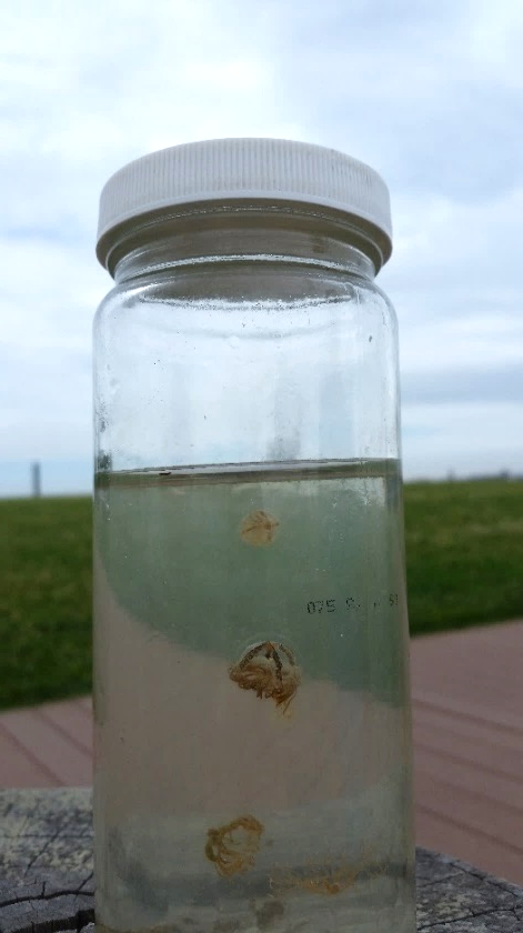 29edff43a203f63cb2a4_depclingingjellyfish.jpg
