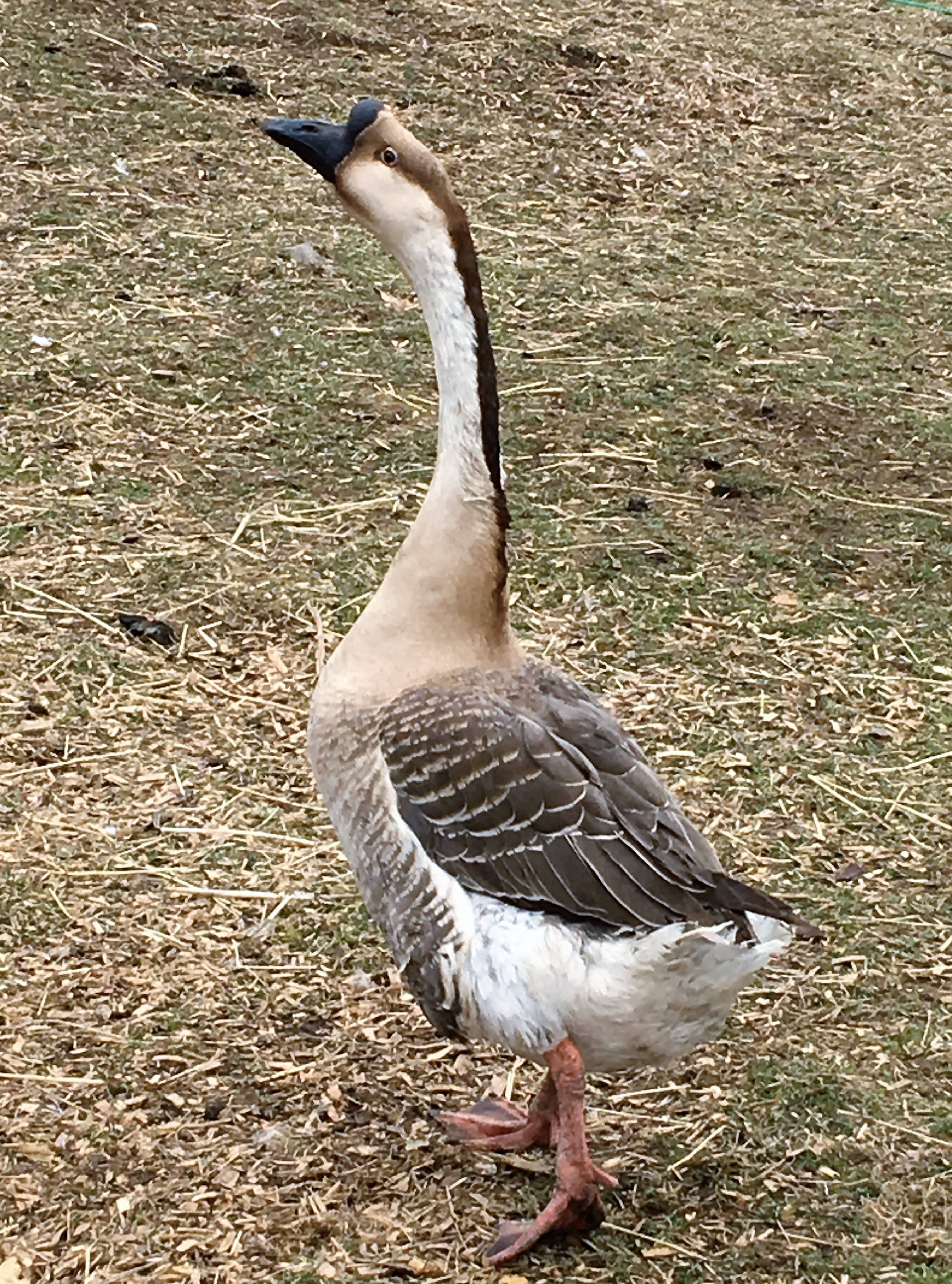 2c5773d0026a3036a55d_goose.jpg