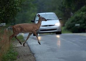 2d3b75399558c7544af8_deer.jpg