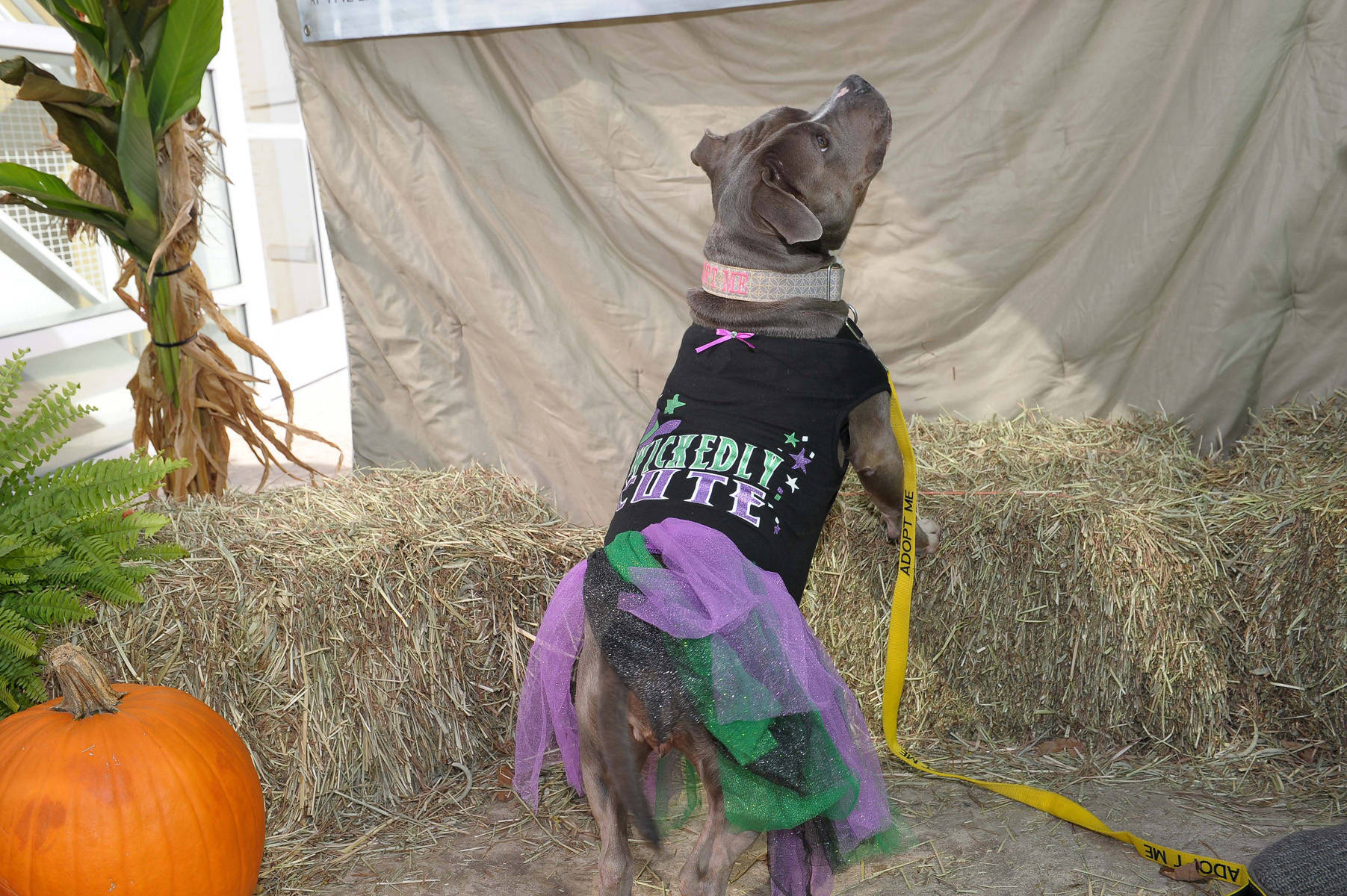 2d6c3b6270217de1a881_opal-_first_place__adoptable.jpg