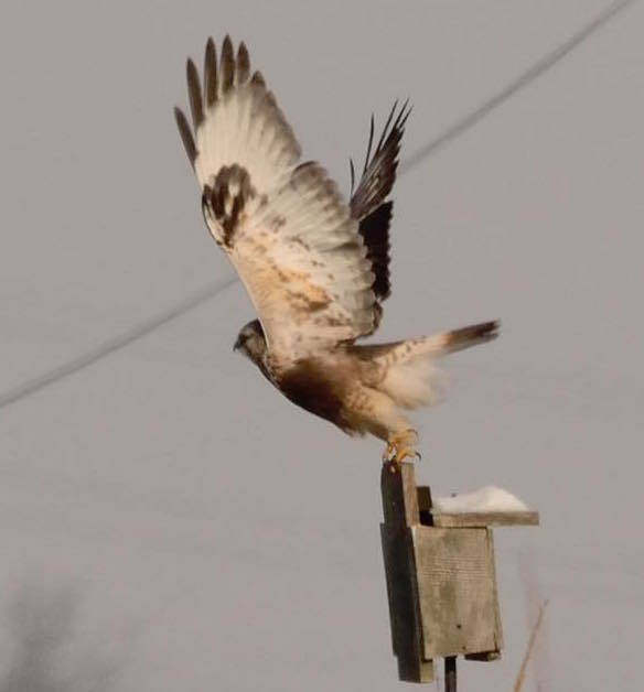 32d0ad4cf885084bc7a8_hawk.jpg