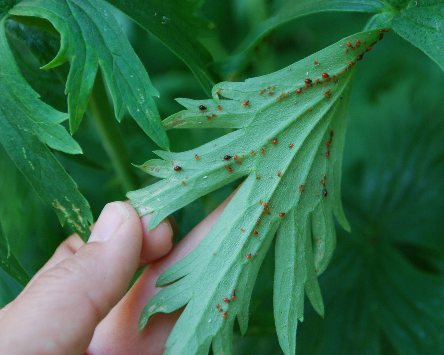 32d8ac94559107304a9f_Aphids_on_Plant_photocredit_Melinda_Myers_LLC.jpg