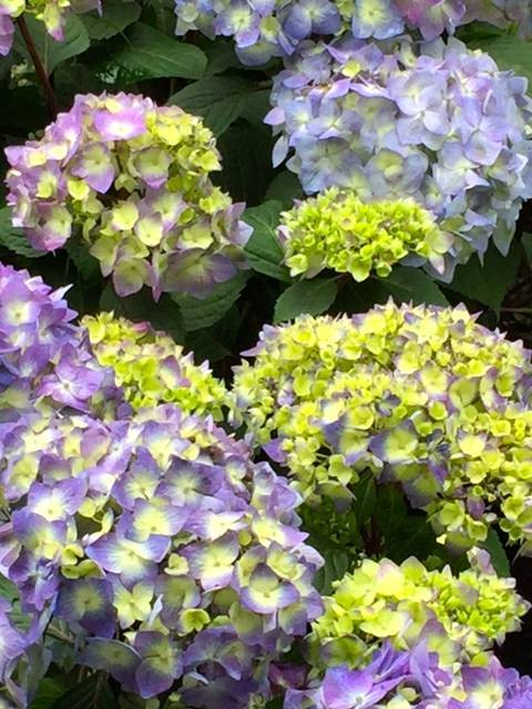 354c1ab45c7f69f85d4c_Hydrangea.jpg