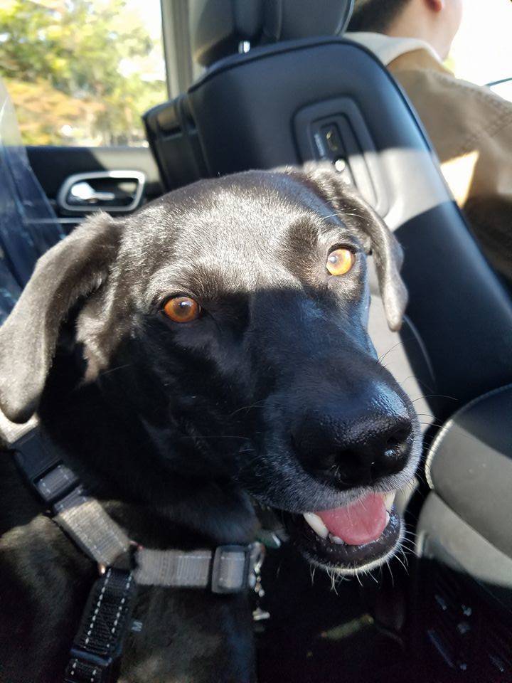 3720b55e8a3850235337_Lost_Dog_Oscar_Found.jpg