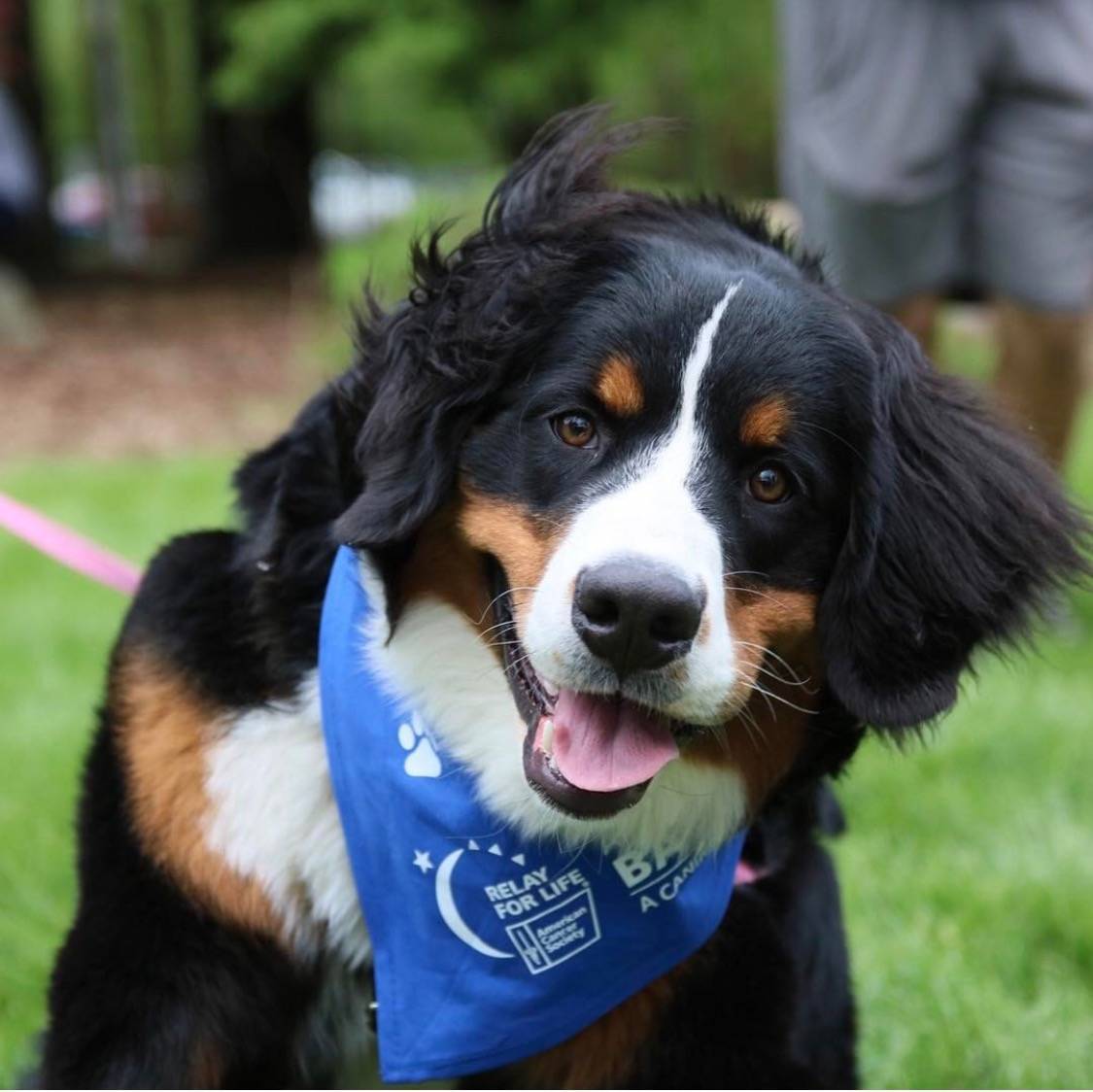 374b6288eb678b215a1d_TAP_LisaMita_BarkforLife.jpg
