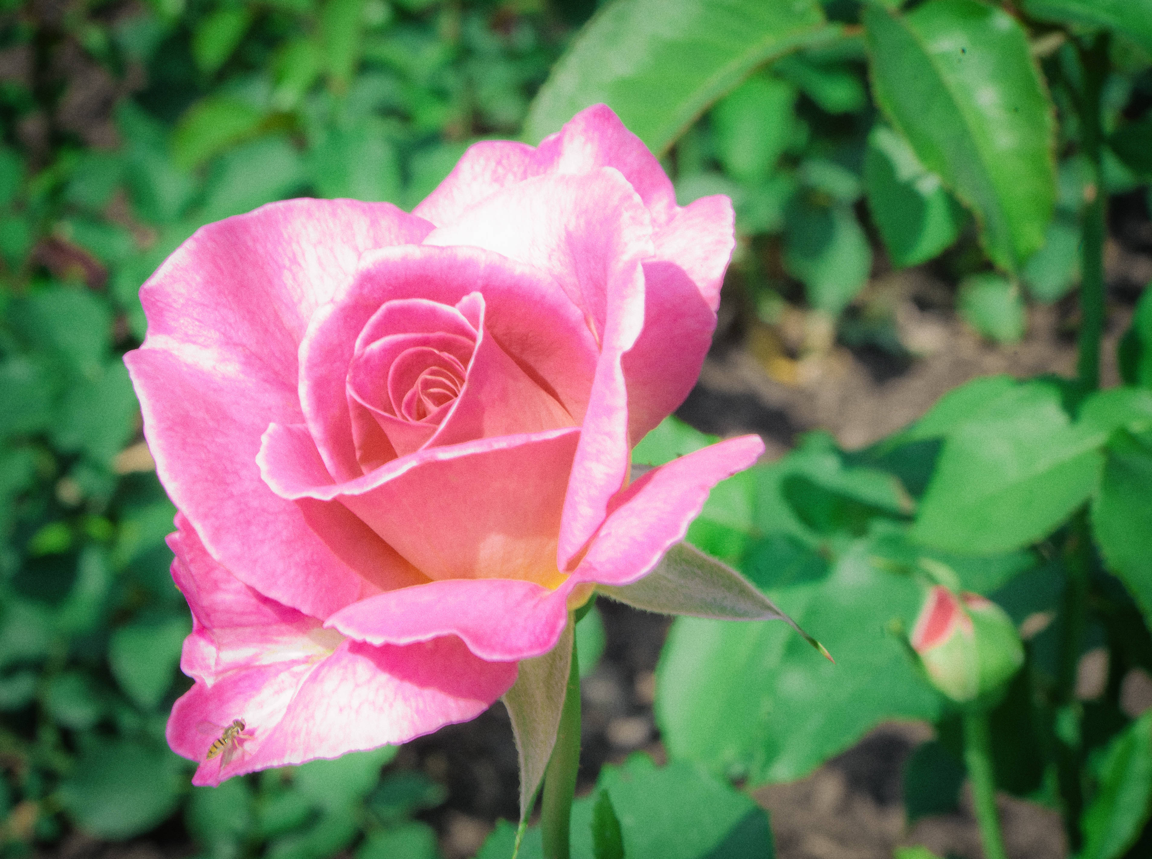 37f64ba92a2e84623fc5_rosegarden-14.jpg