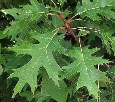 395a54d7eb6535931abd_Northern_Red_Oak.jpg