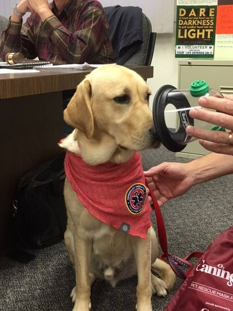 3b1c98fcc5397a419921_rescuedog.jpg
