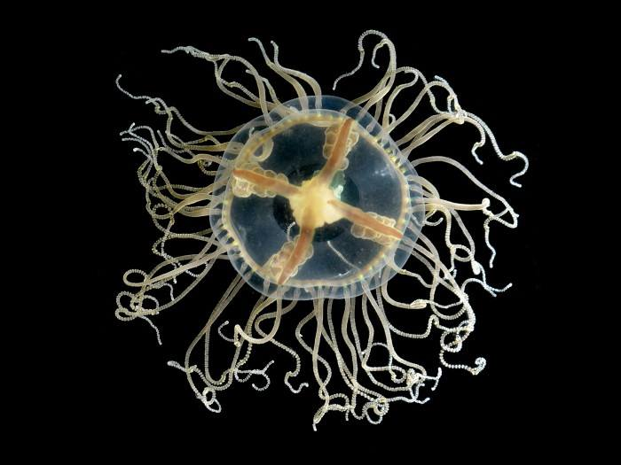 404dbb00afbde4ca3e93_depclingingjellyfish3.jpg